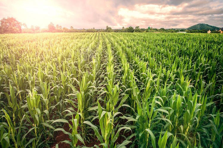 Cereali, cresce la dipendenza dall'estero per grano tenero e mais